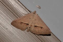 Isturgia penthearia