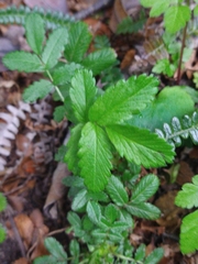 Acaena ovalifolia