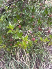 Cephalanthus natalensis