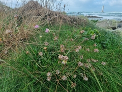 Armeria maritima