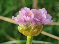 Armeria maritima