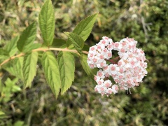 Spiraea hayatana