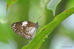 Euploea radamanthus