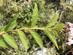 Spiraea hayatana