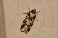 Barea confusella
