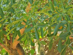 Cussonia spicata