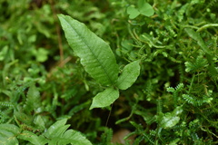 Grypothrix triphylla