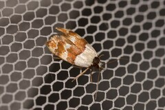 Euphiltra eroticella
