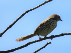 Prinia maculosa maculosa