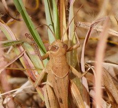 Austracris basalis