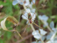 Leucauge festiva