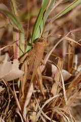 Austracris basalis