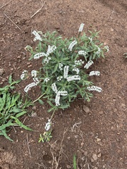 Heliotropium steudneri