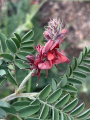 Indigofera velutina