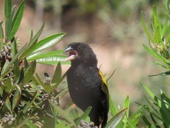 Euplectes capensis capensis