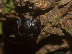 Platyphanes