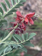 Indigofera velutina