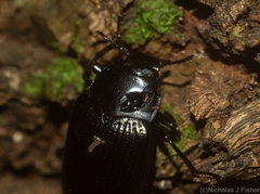 Platyphanes