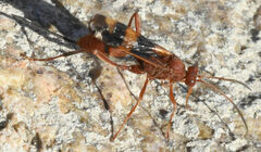 Compsocryptus texensis