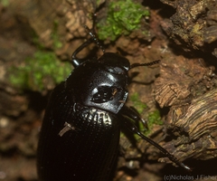 Platyphanes