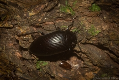 Platyphanes