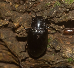 Platyphanes