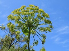 Notobubon galbanum