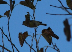 Spinus psaltria