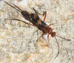 Compsocryptus texensis