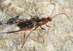 Compsocryptus texensis