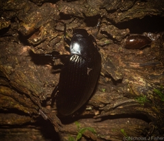 Platyphanes