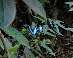 Morpho helenor