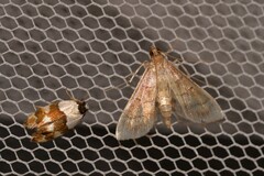 Euphiltra eroticella