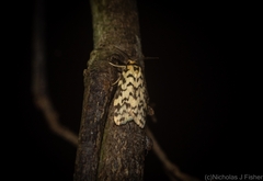 Goniosema anguliscripta