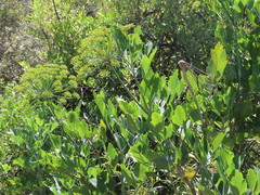 Notobubon galbanum