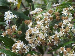Olearia lirata