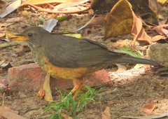 Turdus olivaceus olivaceus