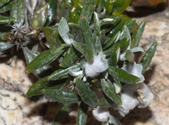 Oldenburgia paradoxa