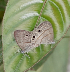 Hermeuptychia hermes