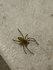 Cheiracanthium mildei