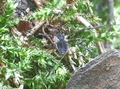 Oligolophus