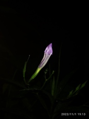 Ruellia simplex