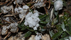 Oldenburgia paradoxa