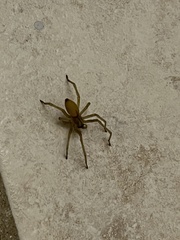 Cheiracanthium mildei