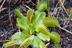 Dionaea muscipula