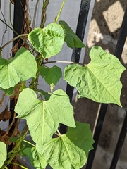 Ipomoea hederifolia
