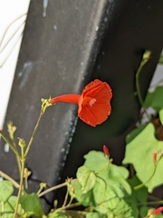 Ipomoea hederifolia