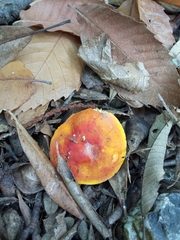 Russula aurea