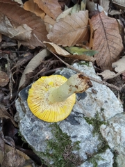 Russula aurea