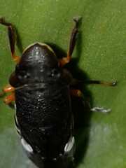 Homalodisca ichthyocephala